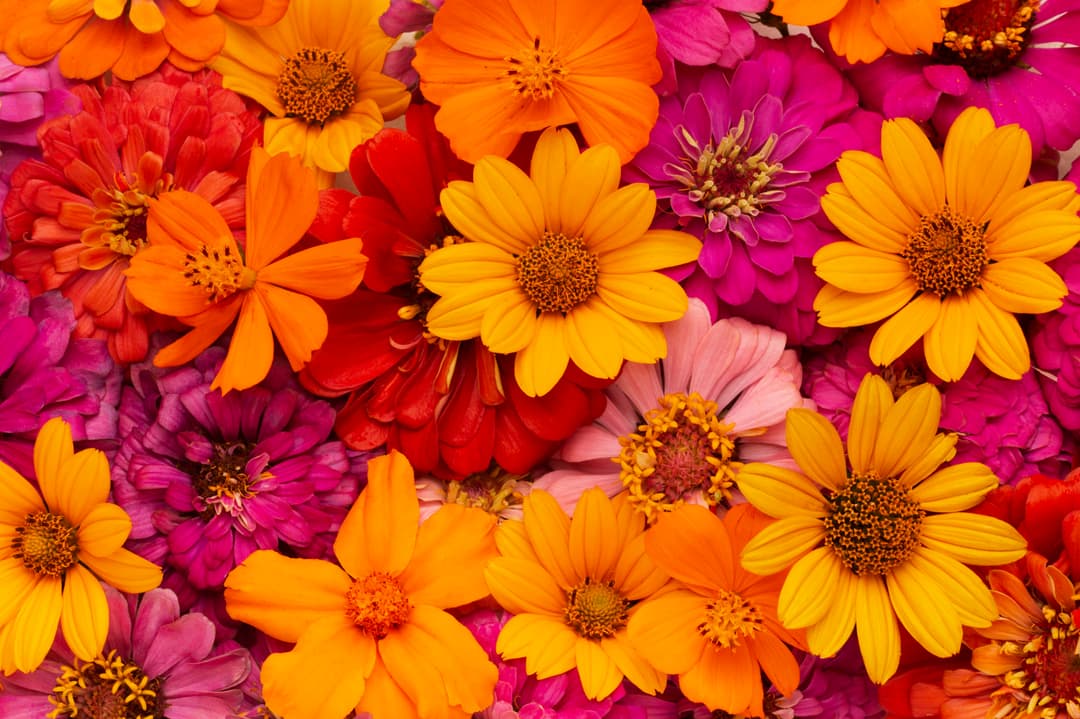 Arranjo de flores elegante